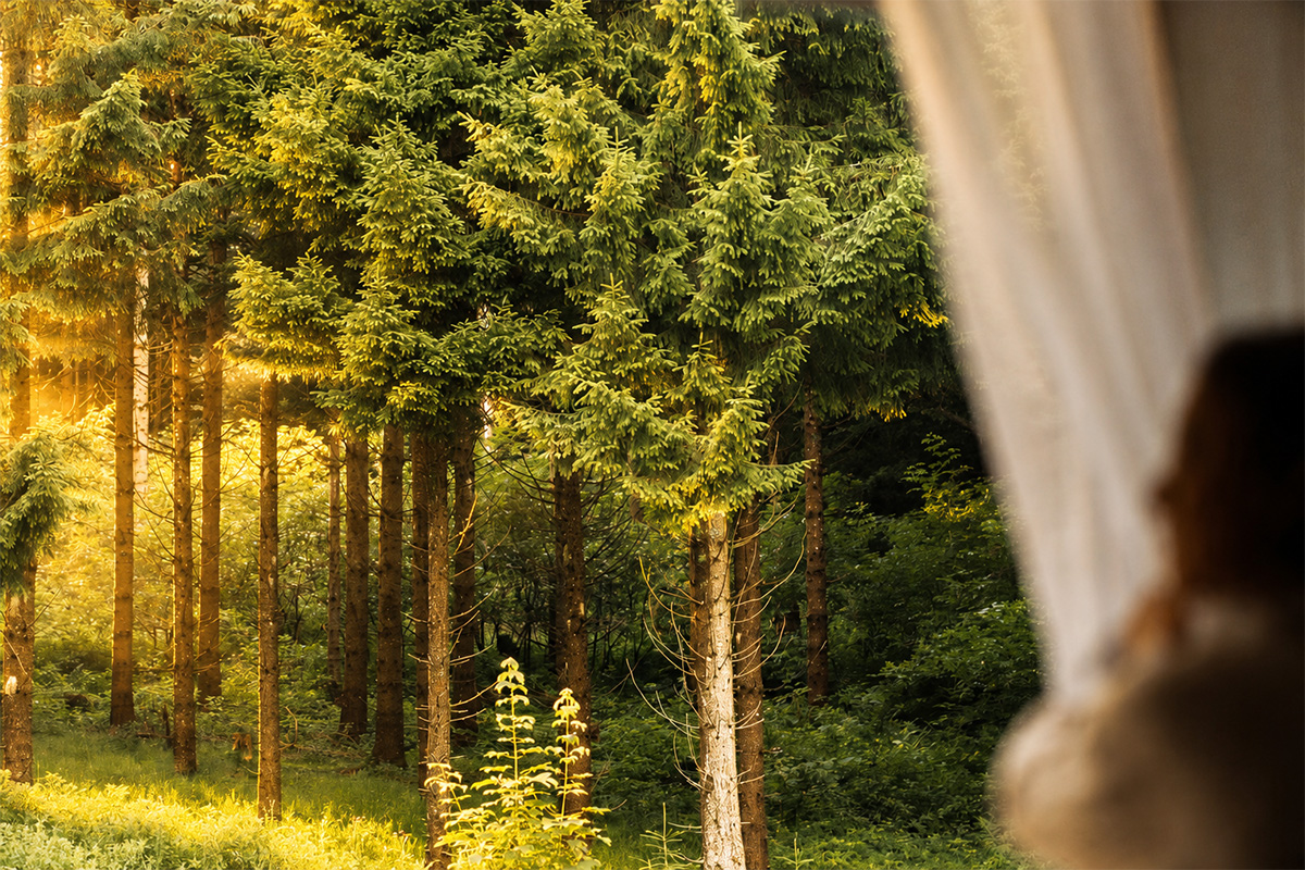 Der Allgäuer Bergwald